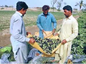 Farmers packing brinjal in bags after plucking from field to transport to Vegetable Market