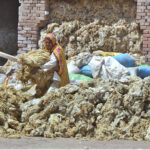 Women laborers are sorting good quality wool at their workplace