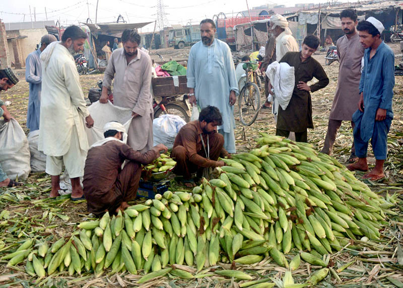 Workers sorting out corn cobs at Vegetable Market.
