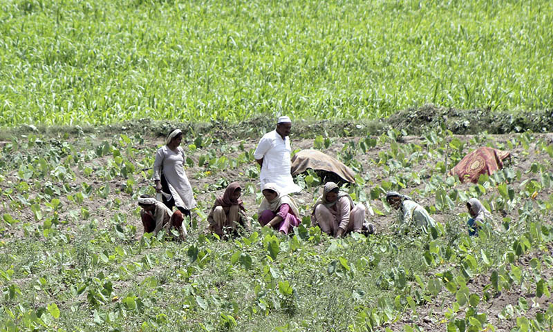 Farmer family busy in their routine work in the field