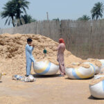 Farmers busy in weighing chaff (husk from wheat) after threshing wheat crop in their field.