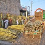 Shopkeepers are participating in the auction of sugarcane displayed by vendors at Fruit Market.