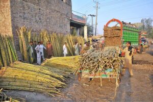 Shopkeepers are participating in the auction of sugarcane displayed by vendors at Fruit Market.