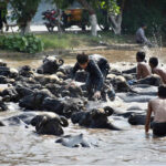 Youngsters with buffalos bathing in a canal to get relief from scorching hot weather due to increasing temperature in Provincial Capital