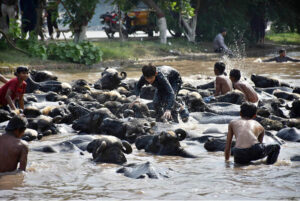 Youngsters with buffalos bathing in a canal to get relief from scorching hot weather due to increasing temperature in Provincial Capital