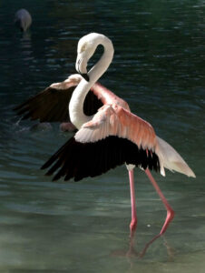 A flamingo standing in water pond in Birds Aviary at Lake View Park.