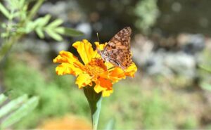 A colorful butterfly extracting nectar from the sessional flower at a local garden.
