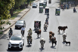 Youngsters with buffalos bathing in a canal to get relief from scorching hot weather due to increasing temperature in Provincial Capital