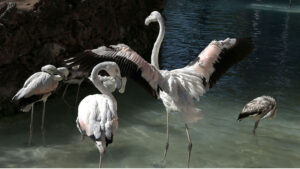 A flamingo standing in water pond in Birds Aviary at Lake View Park.