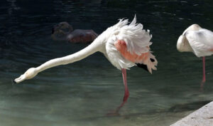 A flamingo standing in water pond in Birds Aviary at Lake View Park.