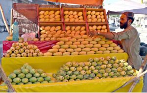 A vendor sets the king of fruits "Mangoes" on the fresh arrival to attract the customers at his pushcart setup.