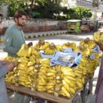 The vendor is arranging and displaying bananas to attract customers at his roadside setup.