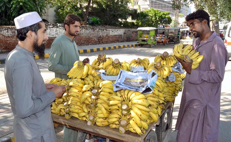The vendor is arranging and displaying bananas to attract customers at his roadside setup.