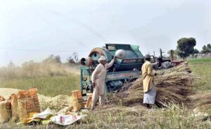 Farmers busy in threshing wheat crop in their field.