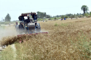 Farmers busy in threshing wheat crop in their field.