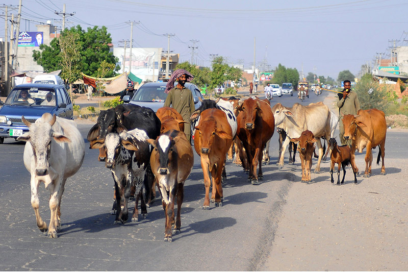 Shepherds guiding a herd of cows toward the field for grazing.