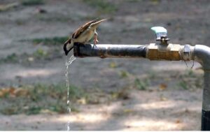 A sparrow drinks water from a tap to quench its thirst due to the significant increase in heat intensity in the city.