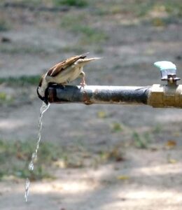 A sparrow drinks water from a tap to quench its thirst due to the significant increase in heat intensity in the city.