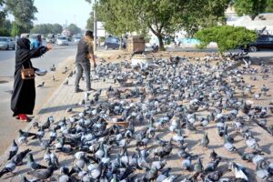 Family feeding pigeons in hot and humid weather at roadside.