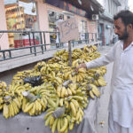 A vendor displays bananas to attract customers at his road side set up