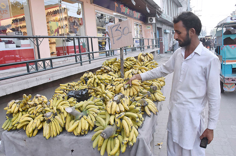 A vendor displays bananas to attract customers at his road side set up