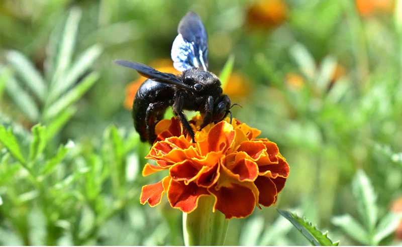 Honey-bee extracting nectar from the seasonal flower at road side green belt to mark world bee day.