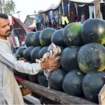 A vendor busy in cleaning and displaying watermelons to attract the customers at his roadside setup.