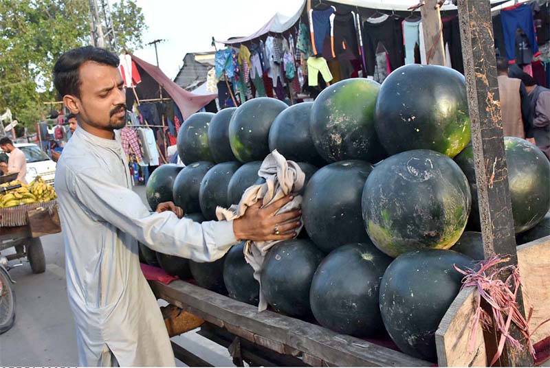 A vendor busy in cleaning and displaying watermelons to attract the customers at his roadside setup.