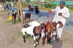 A vendor displaying sacrificial goats to attract the customers in connection with upcoming Eid-ul-Azha.
