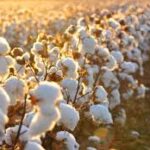 DG Agri for completion of cotton cultivation target in next 15-days