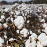 Seeding Prosperity: Determined efforts underway to ensure maximum cotton sowing
