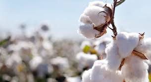 Pakistan's cotton yarn exports to China surge by 65.85% in Q1 2024