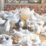 Crackdown intensified on overcharging, unhygienic practices in poultry market