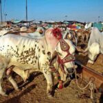 Six cattle markets for sacrificial animals on the cards