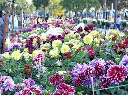 Cantt Board stages flower exhibition