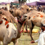 100 camels
