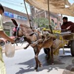 A person offer water to donkey in shopping bag during scorching hot weather in the city