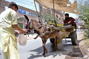 A person offer water to donkey in shopping bag during scorching hot weather in the city