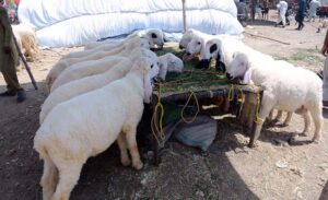 A vendors displaying sacrificial animal to attract the customer at roadside setup in connection with upcoming Eidul Azha