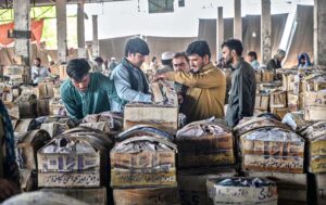 Vendors busy in checking the mangoes filled in wooden boxes before buying at Islamabad Fruit and Vegetable Market.
