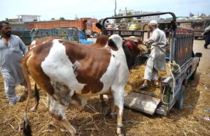 A vendor displaying sacrificial animal decoration items to attract the customers at Ring Road Cattle Market.