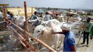 Vendors washing a sacrificial animal to attract the customers at Bata Chowk.
