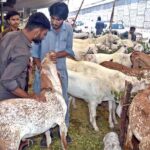 A vendor displaying sacrificial animals to attract the customers at IJP Road in Federal Capital in connection with upcoming Eidul Azha