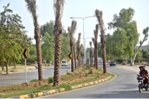A view of newly planting date plants in the center path of road in Federal Capital.