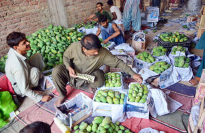 Workers are packing and marking best quality mangoes into crates at fruits market in the city for export in local and International market.