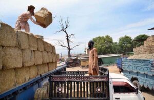 Labourers busy in loading dry fodder in a delivery van at Chamkani area to deliver in different areas.
