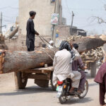 A donkey cart holder on the way loaded with a huge wood log