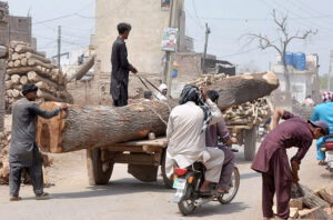 A donkey cart holder on the way loaded with a huge wood log