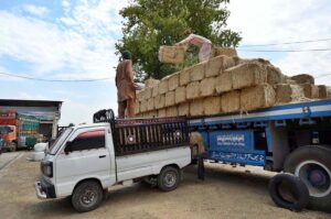 Labourers busy in loading dry fodder in a delivery van at Chamkani area to deliver in different areas.