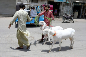 Vendors moving sacrificial animal to the market area to sell them ahead of Eidul Azha in the city.
